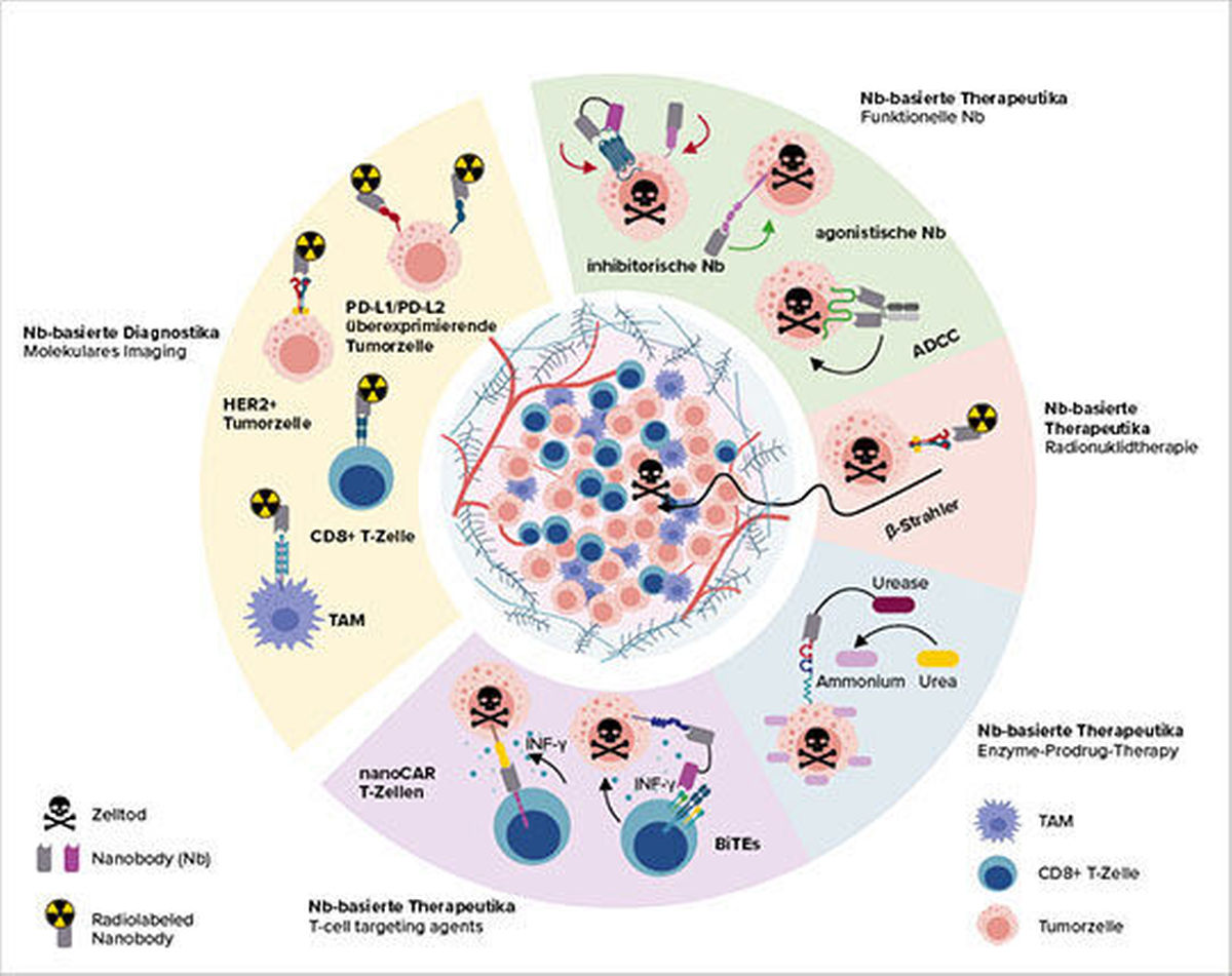 Abb. 2: Auswahl von Ansätzen zur Nanobody-basierten Diagnostik und Therapie (mod. nach (2)).