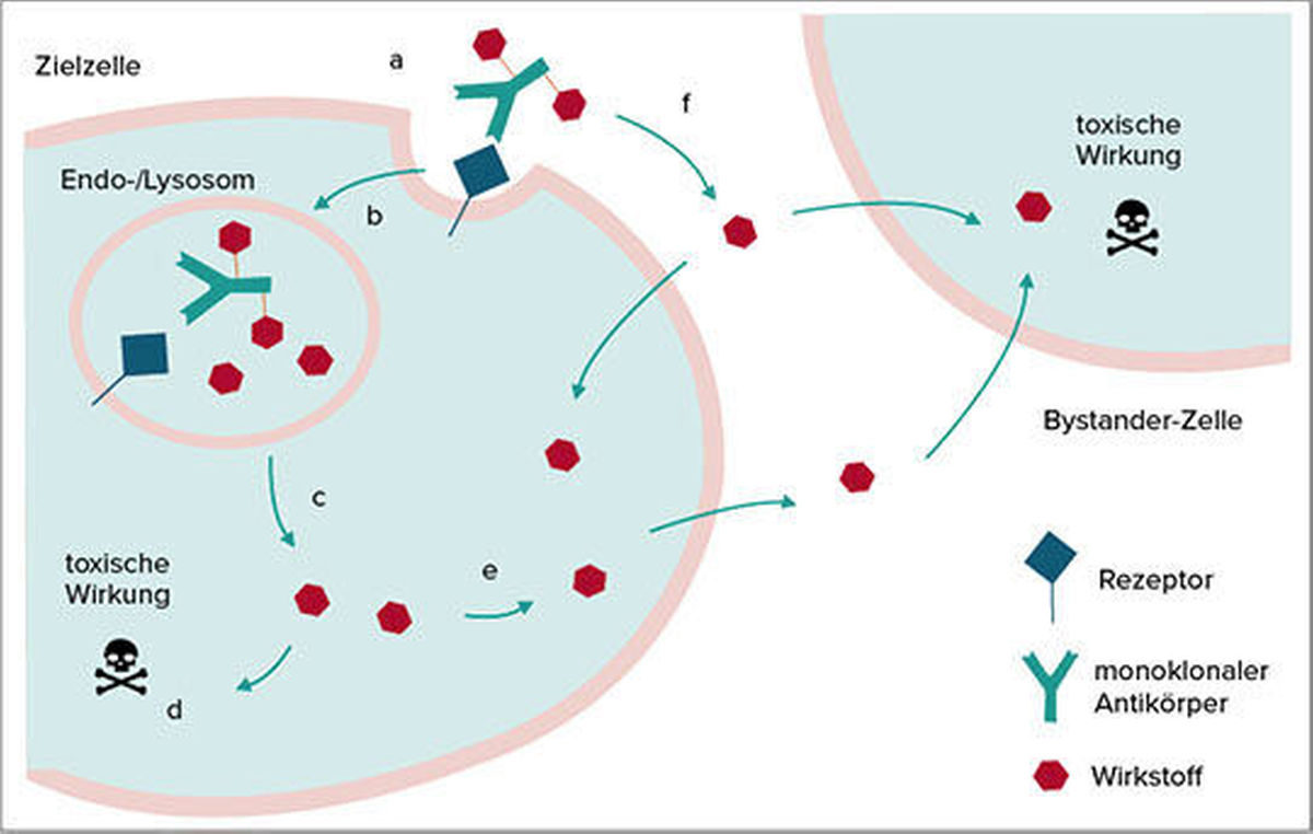 Abb. 2: Internalisierung und Wirkung von ADCs. a) Bindung an Zielantigen, b) Aufnahme in lysosomales/endosomales Kompartiment mit Freisetzung des Wirkstoffs, c) Diffusion des Wirkstoffs zu Wirkort wie DNA oder Mikrotubuli, d) toxische Wirkung, e) Wirkstofffreisetzung aus zerstörten Zellen und Bystander-Effekt auf umliegende Zellen, f) extrazelluläre Freisetzung des Wirkstoffs und Diffusion in Nachbarzellen (mod. nach (3)).