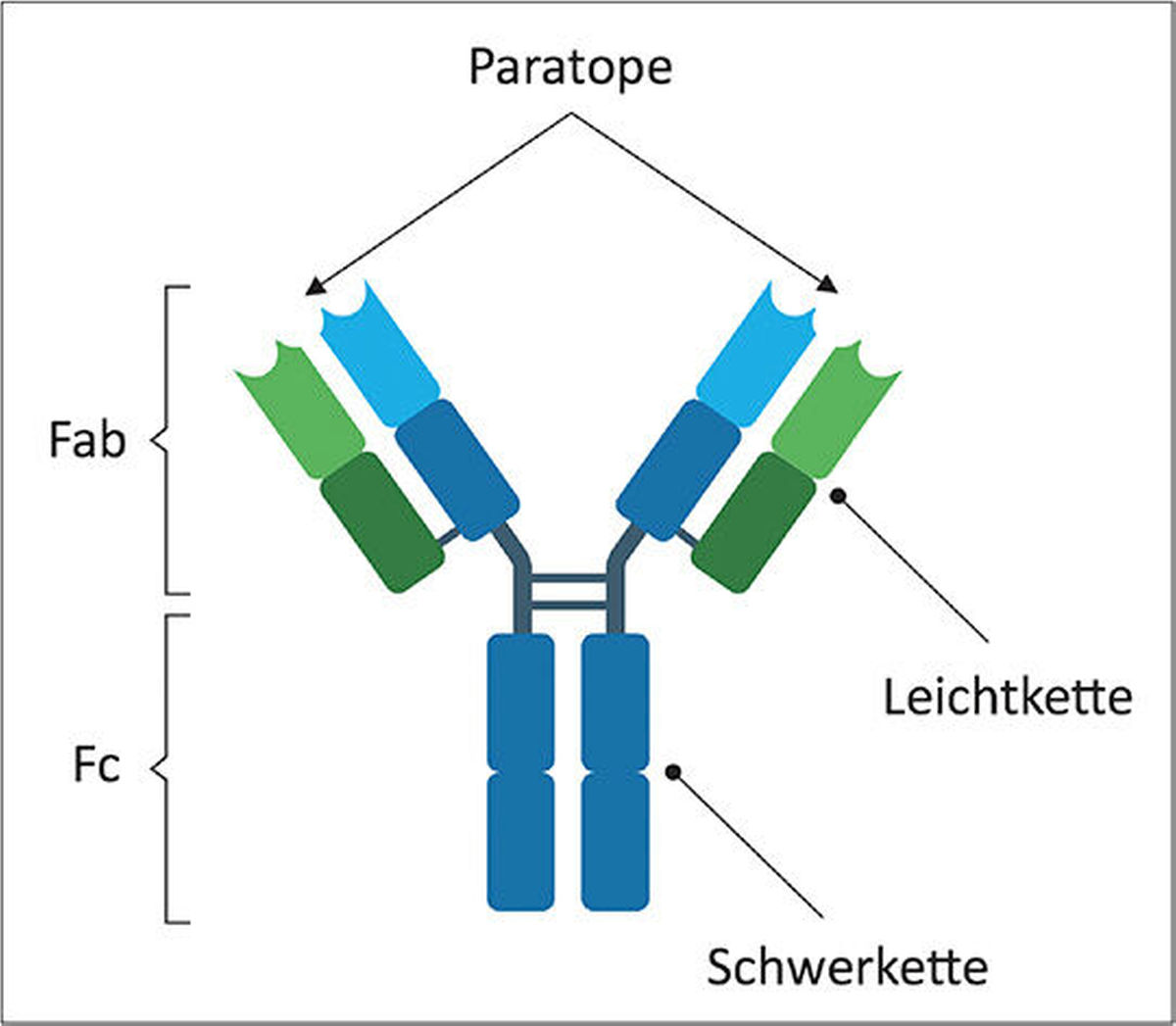 Struktur eines Immunglobulins