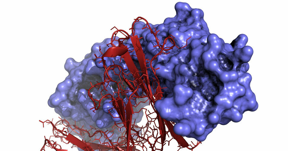 Urologische Tumoren: Wichtige Studien zur Immuntherapie und PARP-Inhibition