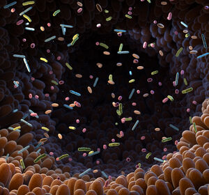 Darmmikrobiom beeinflusst die Wirksamkeit von Immuntherapien bei Krebs
