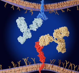 ESMO 2024: aUC: Sicherheit und bedingtes Überleben unter Erstlinien-Erhaltung mit Avelumab 