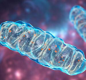 Mitochondrien in Bewegung: Interzellulärer Mitochondrientransfer stärkt Krebsimmuntherapien