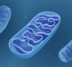 Mitochondriale DNA-Mutationen: Bremse oder Antrieb der Krebsentwicklung?