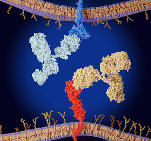 Metastasiertes Analkanalkarzinom: Fortschritt durch Immuntherapie 