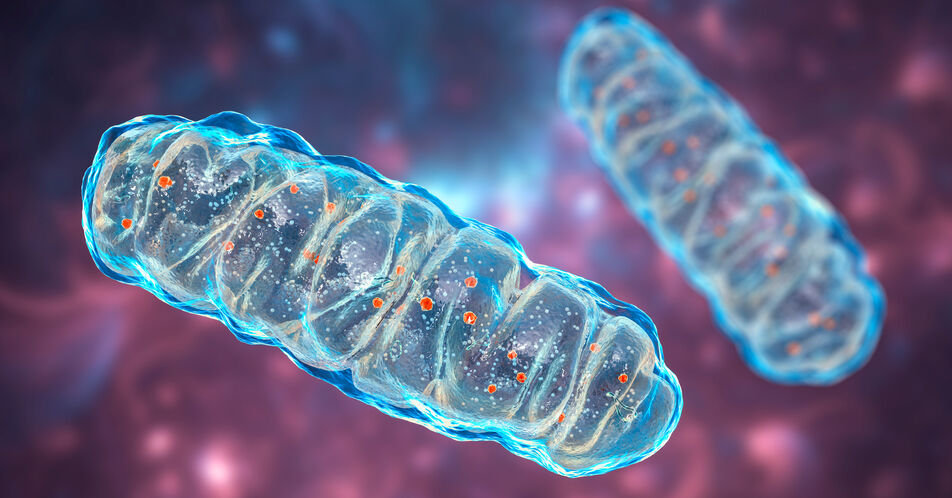 Mitochondrien in Bewegung: Interzellulärer Mitochondrientransfer stärkt Krebsimmuntherapien